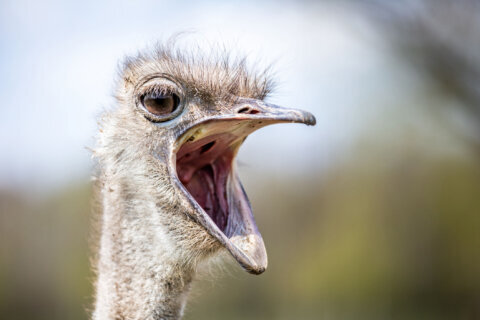 Meet Linda, the National Zoo’s new ostrich