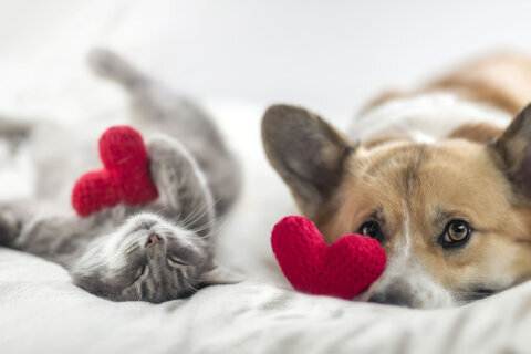 Valentine’s Day dangers for pets