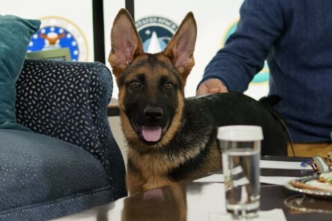 Biden dog Commander to make TV debut during ‘Puppy Bowl’