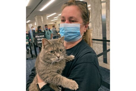 Snowbird kitty: Lost cat heads home to Maine — from Florida
