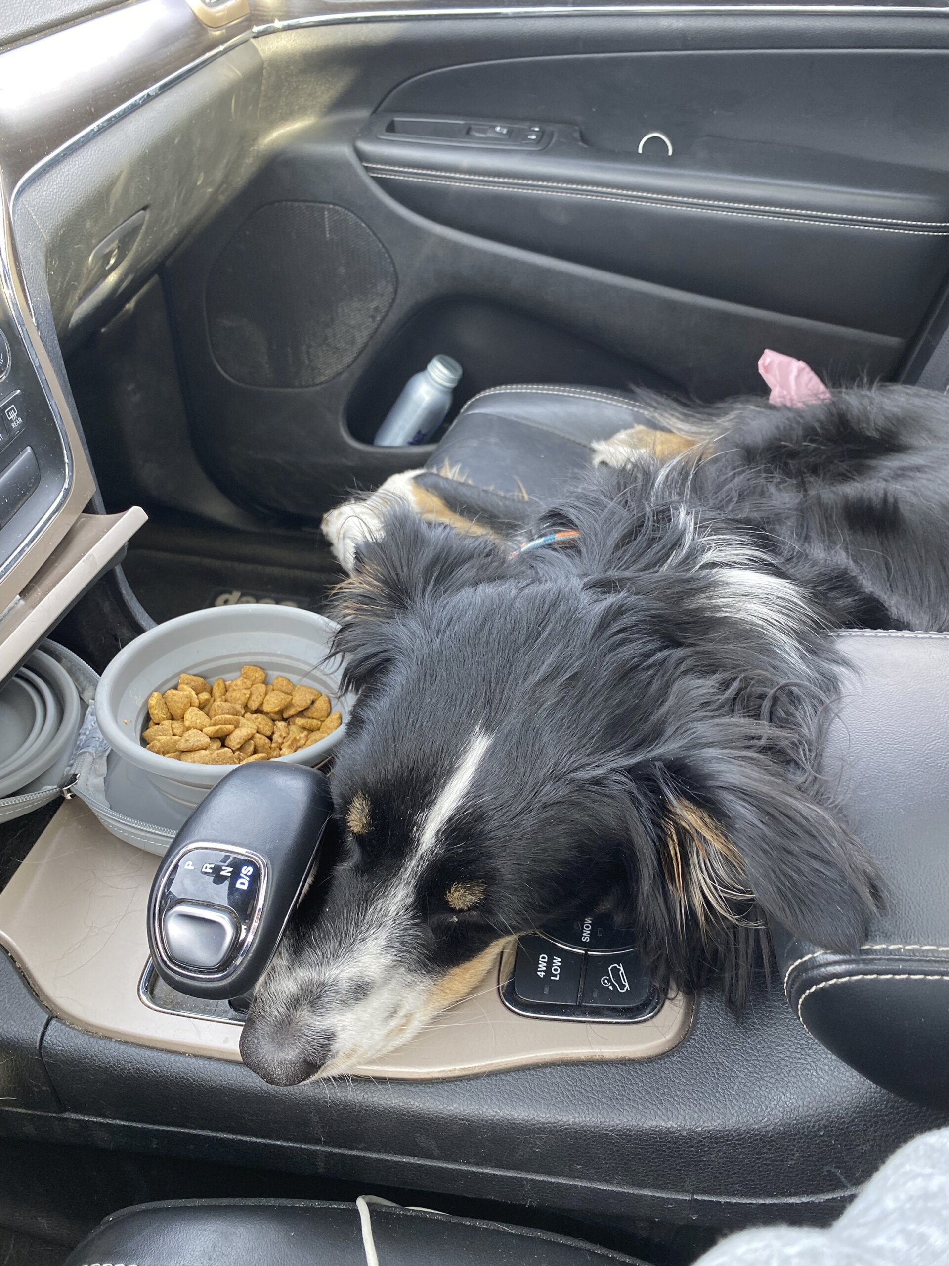 Road trip with a dog? Tips for making you both happy WTOP News