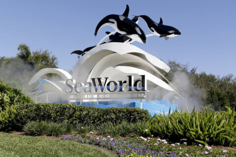 SeaWorld may buy Kings Dominion