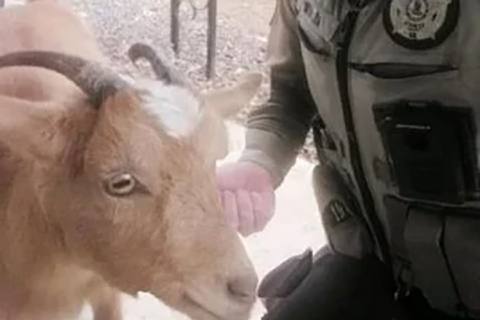 Virginia sheriff’s office catches suspect after goat chase