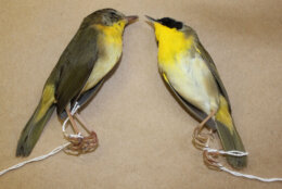 A male and female yellowthroats found by volunteers working to prevent bird collisions. (Courtesy City Wildlife)