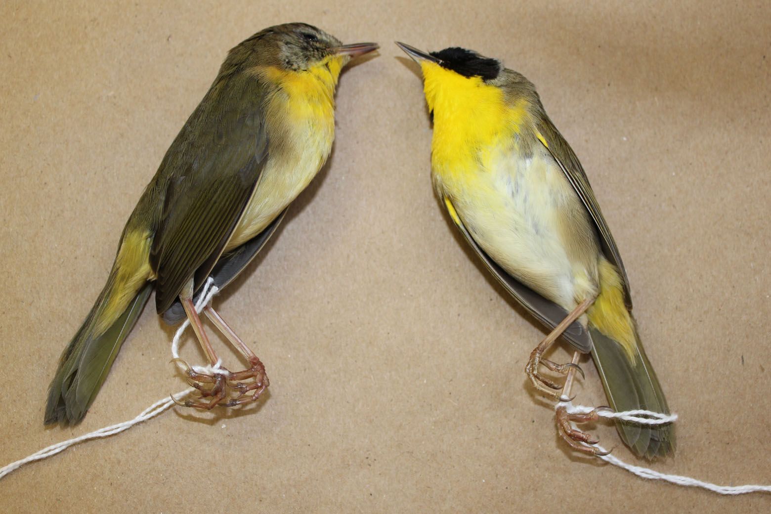 A male and female throat throat found by volunteers working to prevent bird collisions.  (Courtesy City Wildlife)