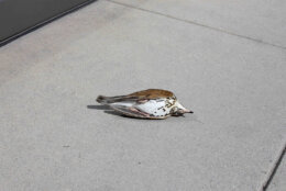 A dead ovenbird found by volunteers working to prevent bird collisions. (Courtesy City Wildlife)