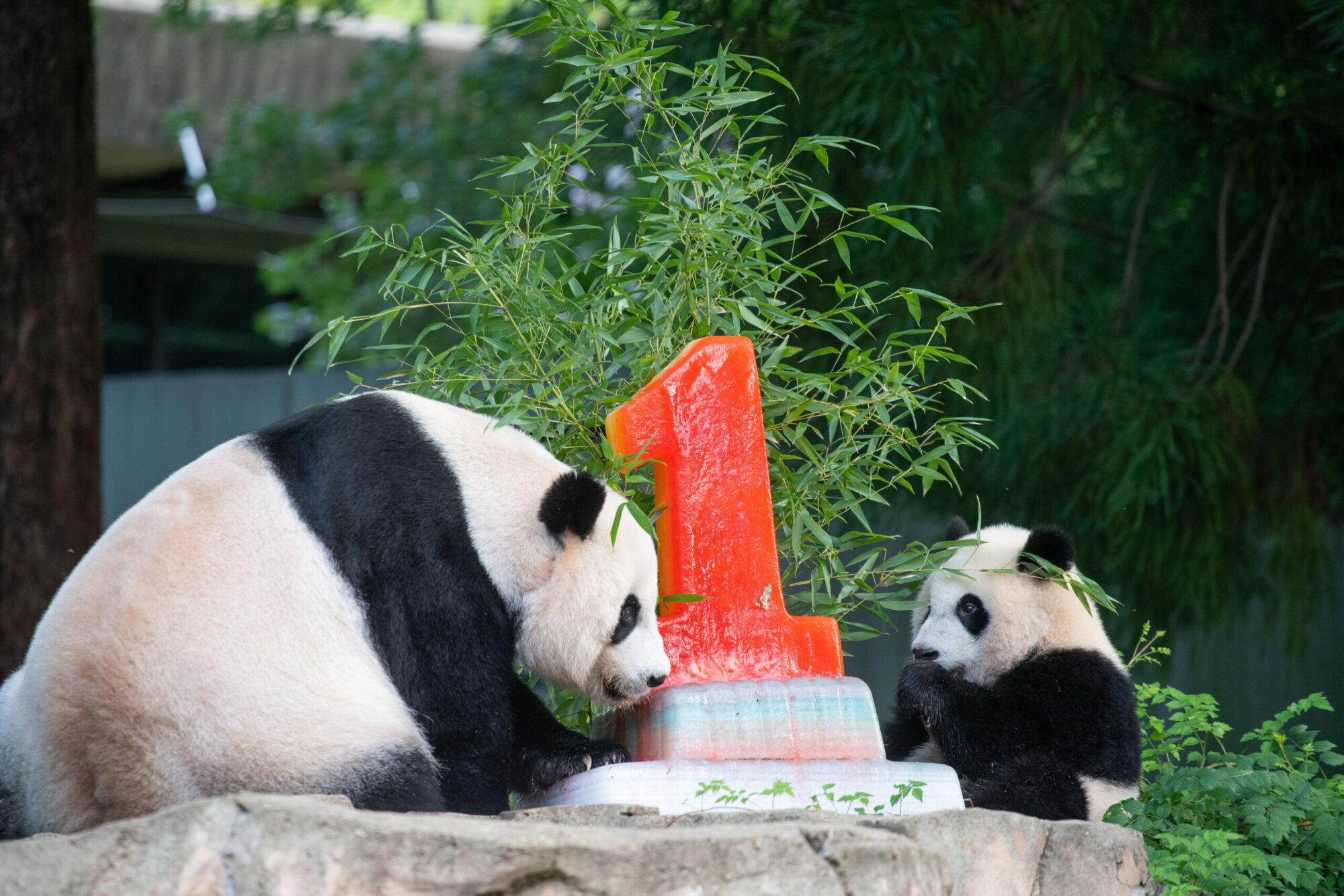 50 years of 'adorable antics': National Zoo celebrates giant pandas - WTOP  News
