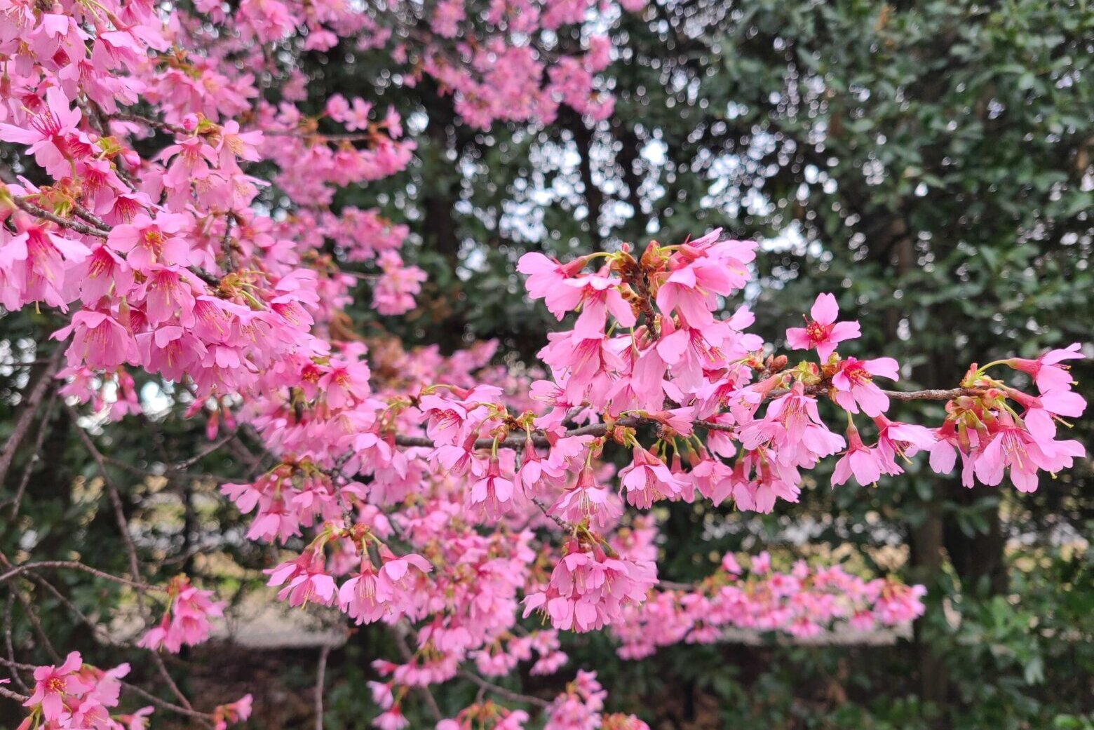DC's National Cherry Blossom Festival 2022: Key Event Dates – NBC4  Washington