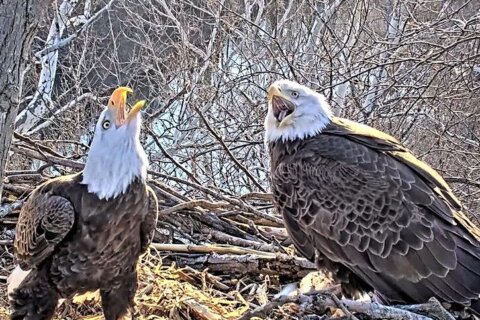 Dulles Greenway welcomes eaglet, prepares for 2nd egg to hatch