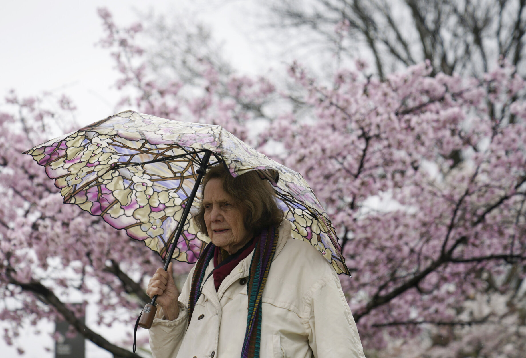 Cherry Blossom Festival in Washington is particularly welcome this year –  The Mercury