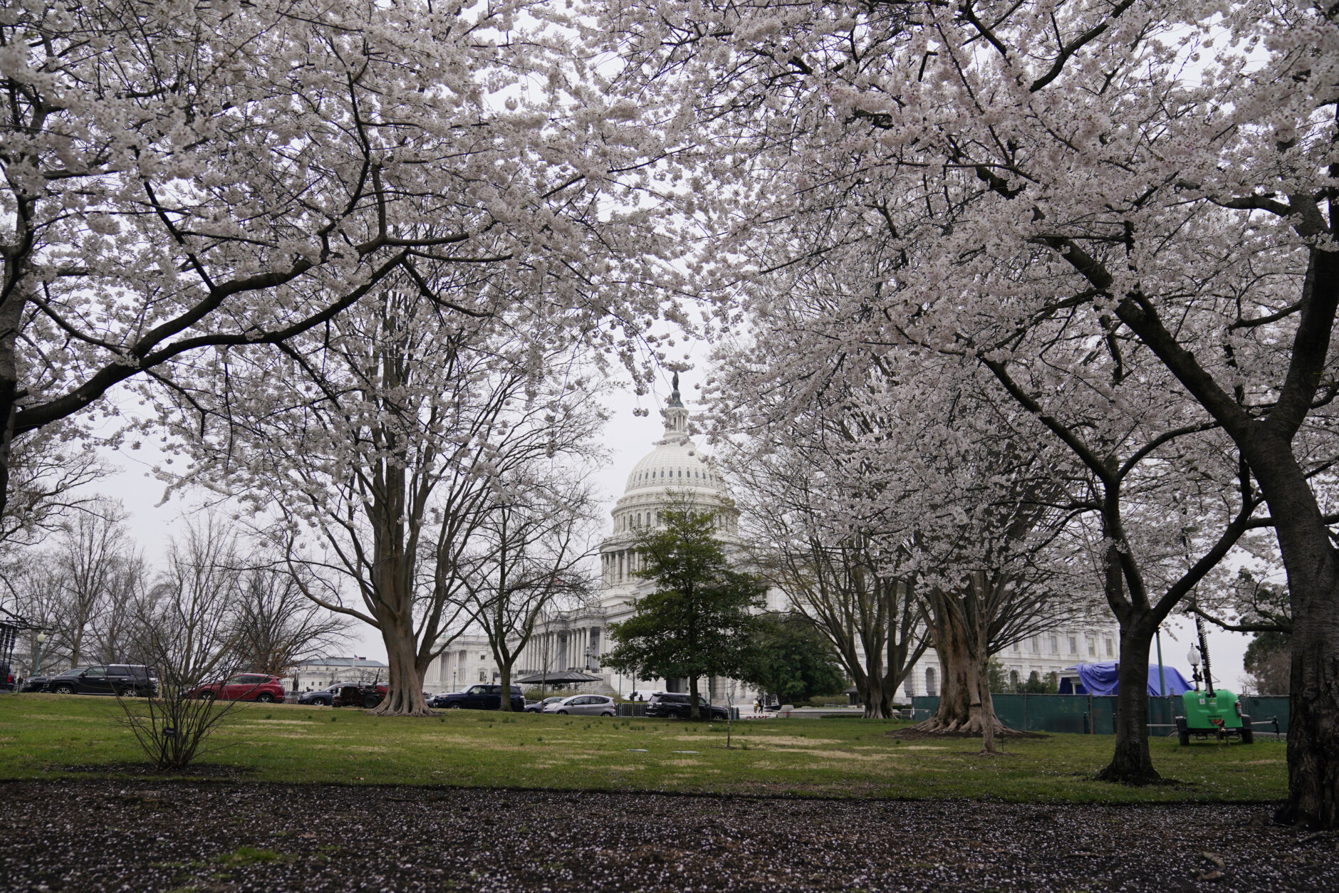 Cherry Blossom Festival in Washington is particularly welcome this year –  The Mercury