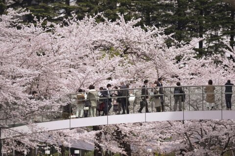 AP PHOTOS: Japan enjoys peak cherry blossoms, but no party