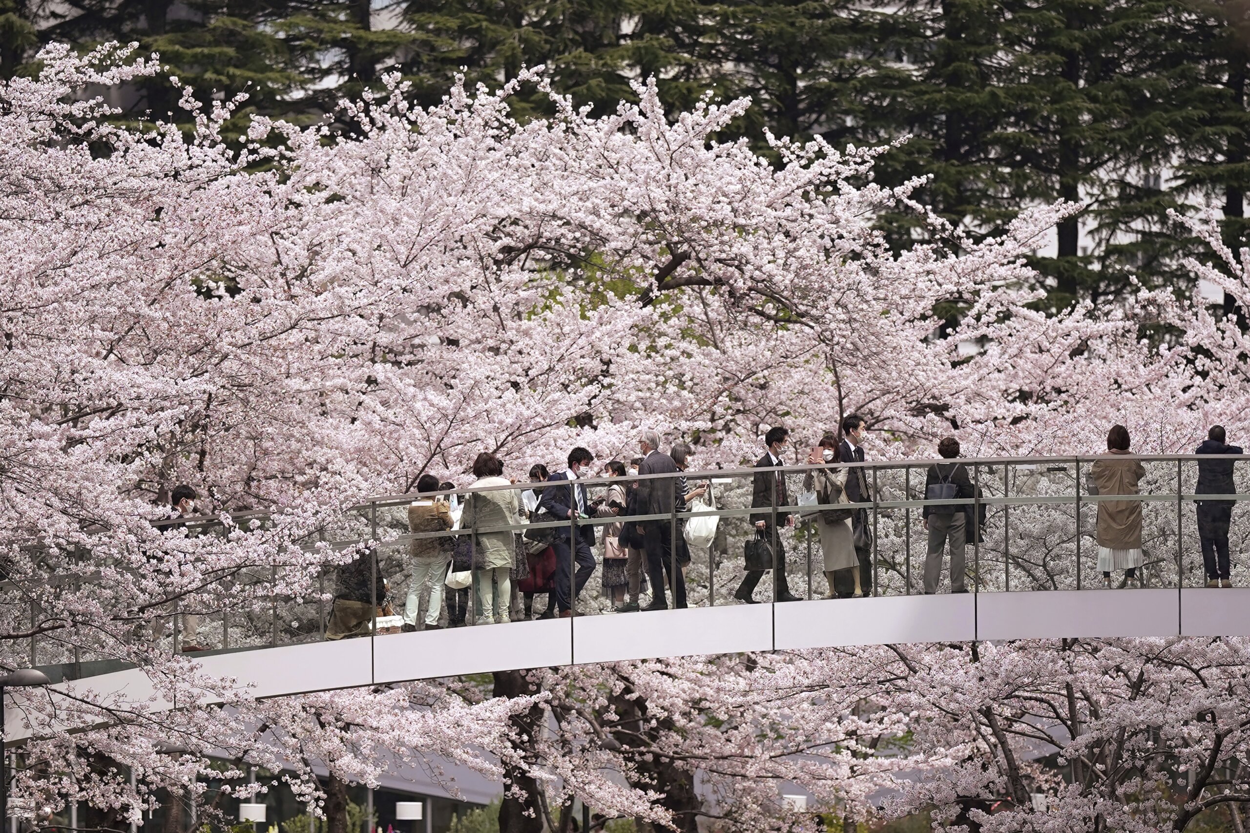 Nakameguro Cherry Blossoms  Travel Japan - Japan National Tourism