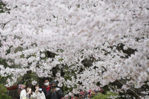 Japan enjoys cherry blossom season despite COVID-19 worries