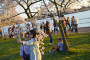 People under the Cherry Blossom trees take pictures, Monday, March 21, 2022, as the trees reach their peek bloom in Washington. (AP Photo/Pablo Martinez Monsivais)