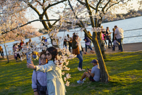 DC’s Cherry Blossom Festival marks 110-year old gift from Japan