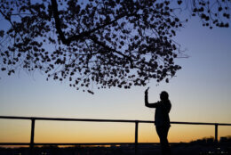 A woman takes a picture of the Cherry Blossom trees at sunset, Monday, March 21, 2022, as the trees reach their peek bloom in Washington. (AP Photo/Pablo Martinez Monsivais)