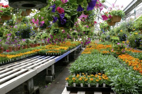 Gardening: Shop wisely when buying ‘starts,’ or seedlings