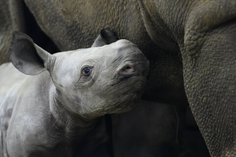 Endangered rhino born in Czech zoo, named Kyiv