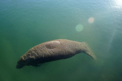 Officials: Florida manatees eat ‘every scrap’ in food trial