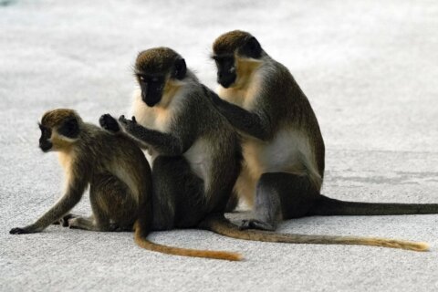 Celebrities: Monkeys near Florida airport delight visitors