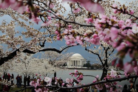 Warm January confuses DC’s cherry blossoms