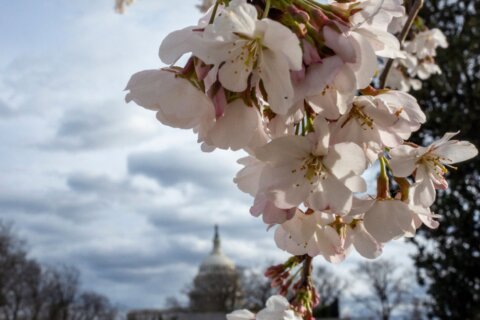 As DC cherry blossoms reach peak bloom, admirers flock to Tidal Basin