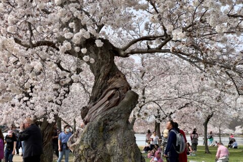 How will DOGE cuts impact the Tidal Basin and its cherry blossom trees?