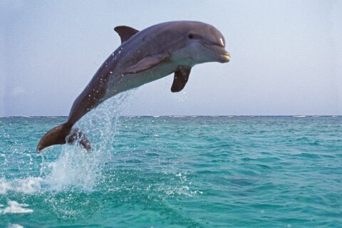 Local aquarium investigating dolphin deaths along Virginia coast