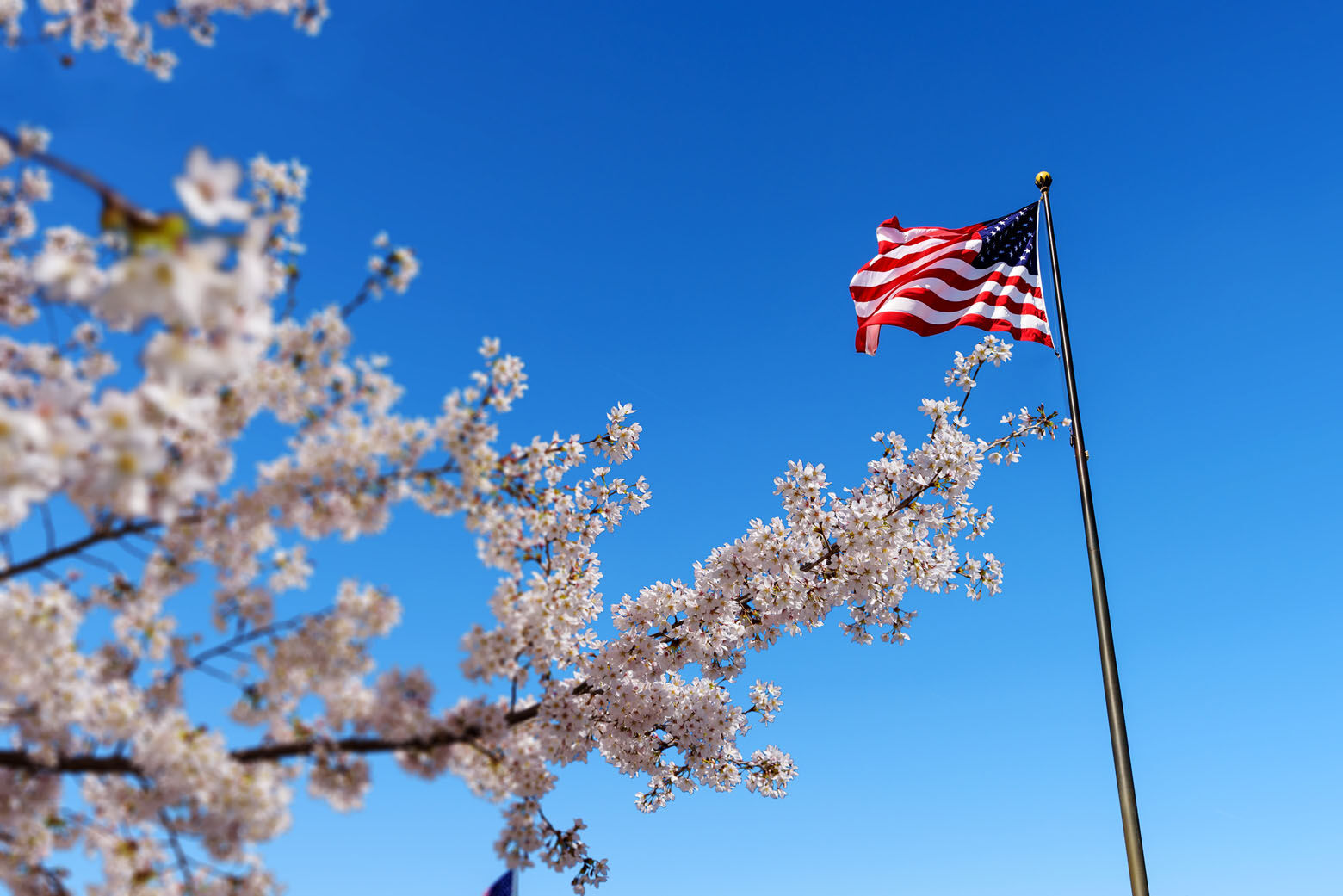 Road closures for Cherry Blossom runs this weekend WTOP News