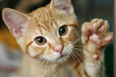Cat declawing moves closer to being scratched out in Maryland