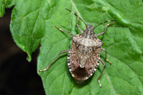 Spring weather brings smelly side effect: Stink bugs on the move