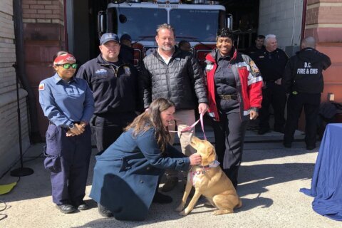 Heartwarming reunion between dog, DC fire officials who rescued Miss Charlie