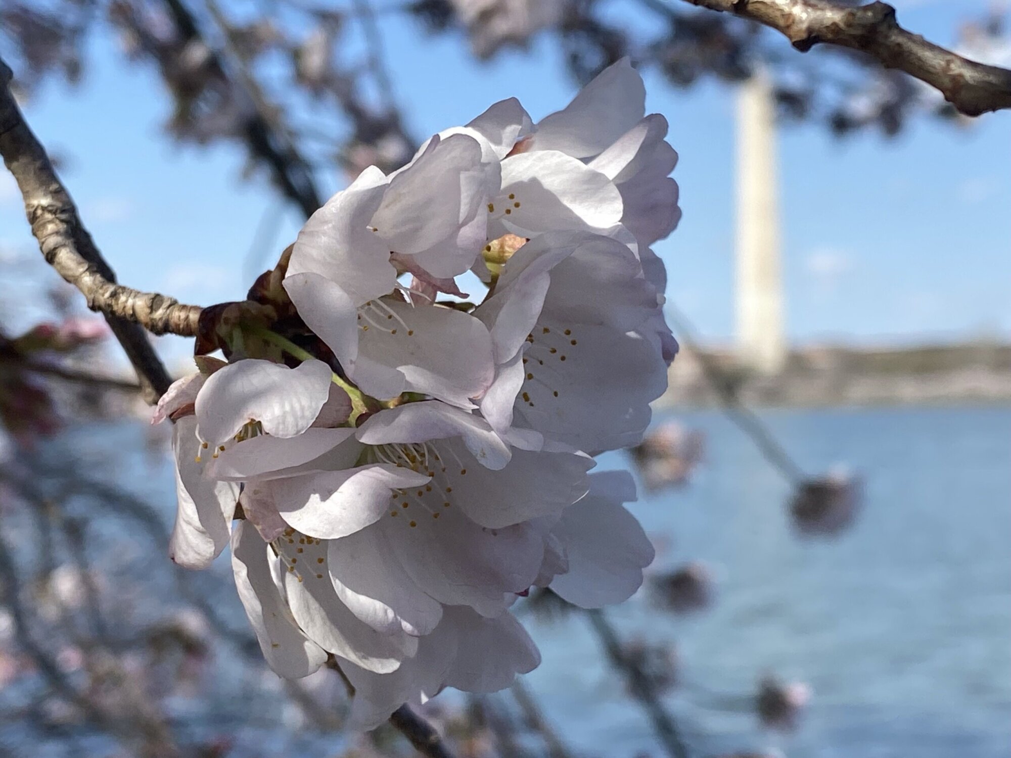 Road closures announced for Cherry Blossom Parade WTOP News