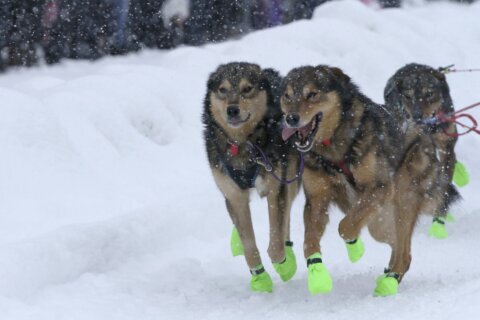 Iditarod dogs pack Anchorage for race’s ceremonial start