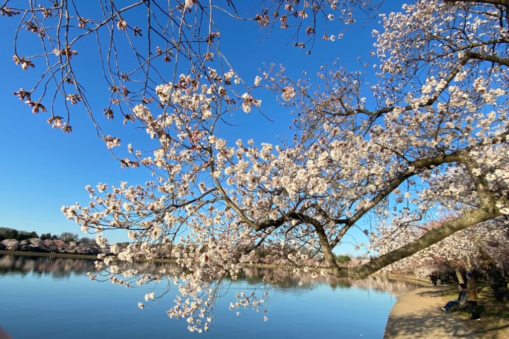 Predicted peak bloom date for DC’s cherry blossoms announced