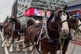 Horses trot around D.C. sporting cherry blossom themed ribbons.