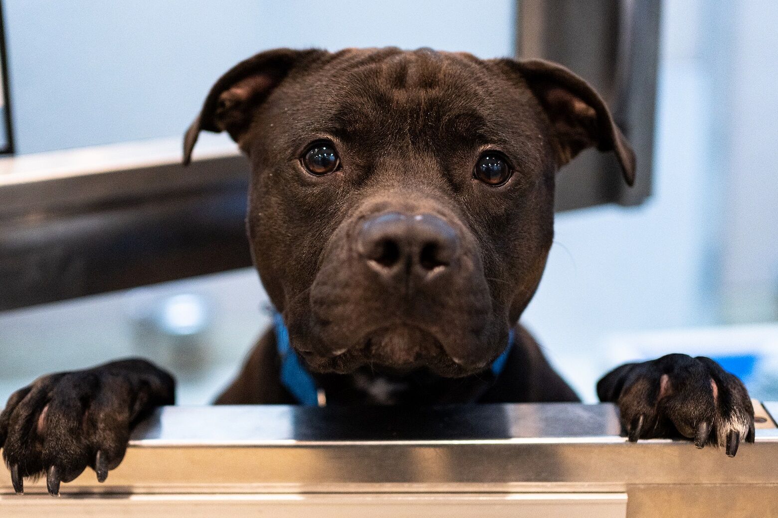 <p>Meet Kilo — this sweet pup is truly 1 in a 1,000!</p>
<p>Kilo is a handsome 5-year-old boy with the most soulful eyes. This good boy enjoys car rides and going for fun, long walks with his favorite staff and volunteers. Did we mentioned he walks quite nicely on leash!</p>
<p>There isn&#8217;t much Kilo enjoys more than attention and getting all the pets and love he can. He&#8217;s also an all-star at playing tag, and you can&#8217;t not laugh when you watch Kilo get the zoomies at play time.</p>
<p>Kilo was found as a stray but he&#8217;s looking forward to a happy future with a family that will love him endlessly.</p>
<p>Learn more at <a href="http://humanerescuealliance.org/adopt" target="_blank" rel="noopener">humanerescuealliance.org/adopt</a>.</p>
