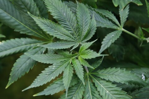 Green savings: DC medical cannabis sales tax holiday underway