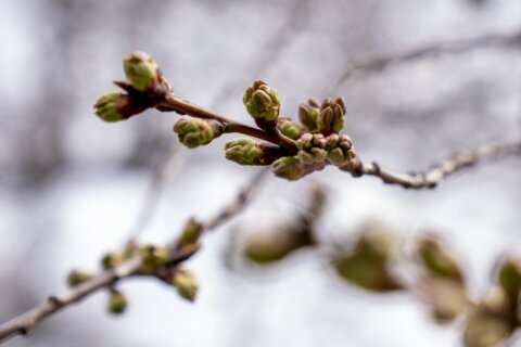 DC’s cherry blossoms reach 3rd stage of growth, halfway to peak bloom