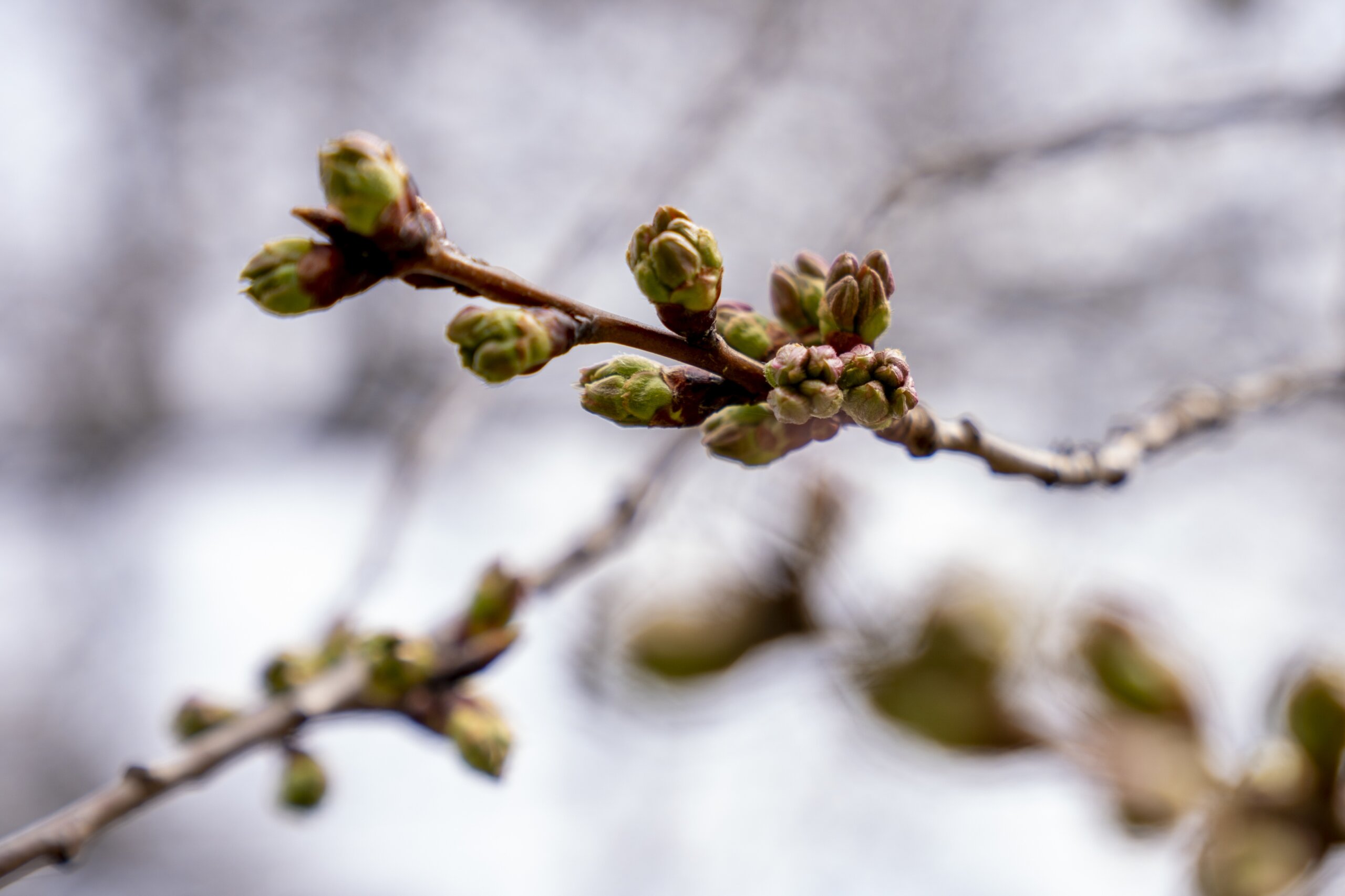 Cherry Blossom Festival will be all in-person in 2022 - WTOP News