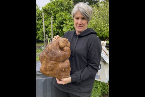 Nice try but no potato for New Zealand couple’s giant find