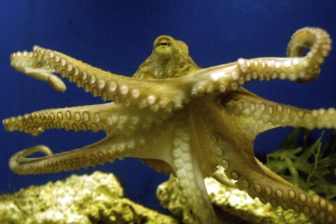 Octopus ancestors lived before era of dinosaurs, study shows