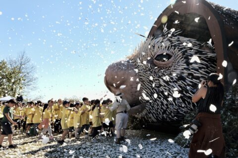 Quills and thrills as prodigious porcupine puppet unveiled