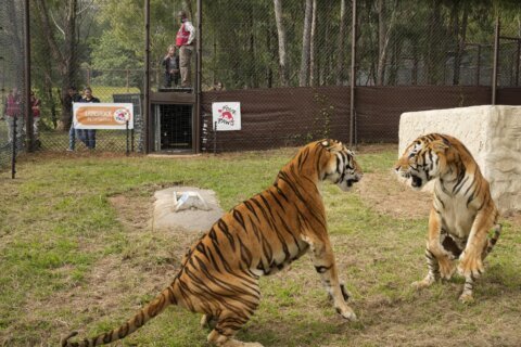 4 tigers rescued from Argentina get new home in South Africa