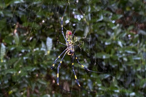 Spider as big as your palm may make its way to DC area