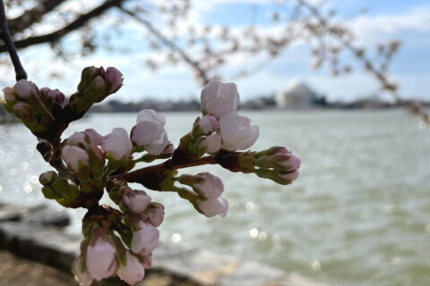Cherry Blossoms reach ‘puffy white’ phase on verge of peak bloom