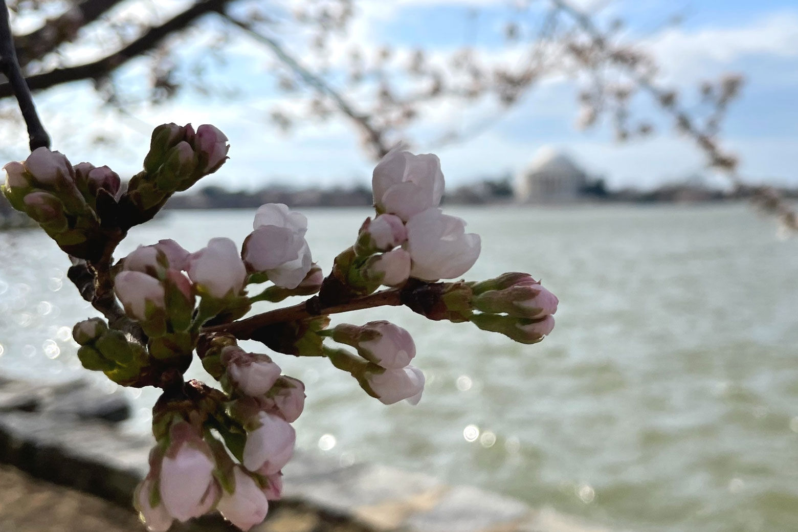 See the National Mall cherry blossom bloom for yourself with BloomCam