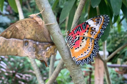 Exhibit brings hundreds of butterflies to Chantilly this weekend