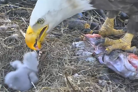 National Arboretum bald eagles feed their newest eaglet